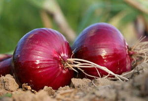 Onion for hair growth